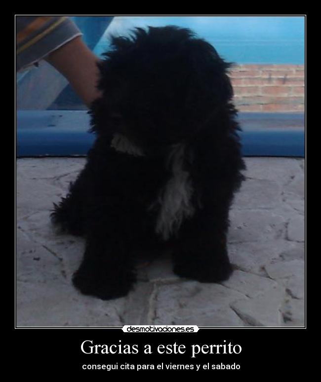 Gracias a este perrito - 