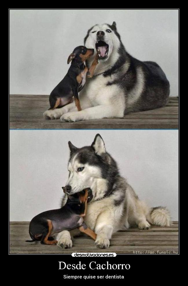 Desde Cachorro - Siempre quise ser dentista