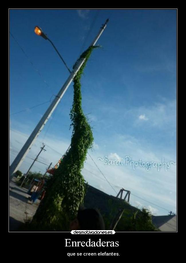 Enredaderas - que se creen elefantes.