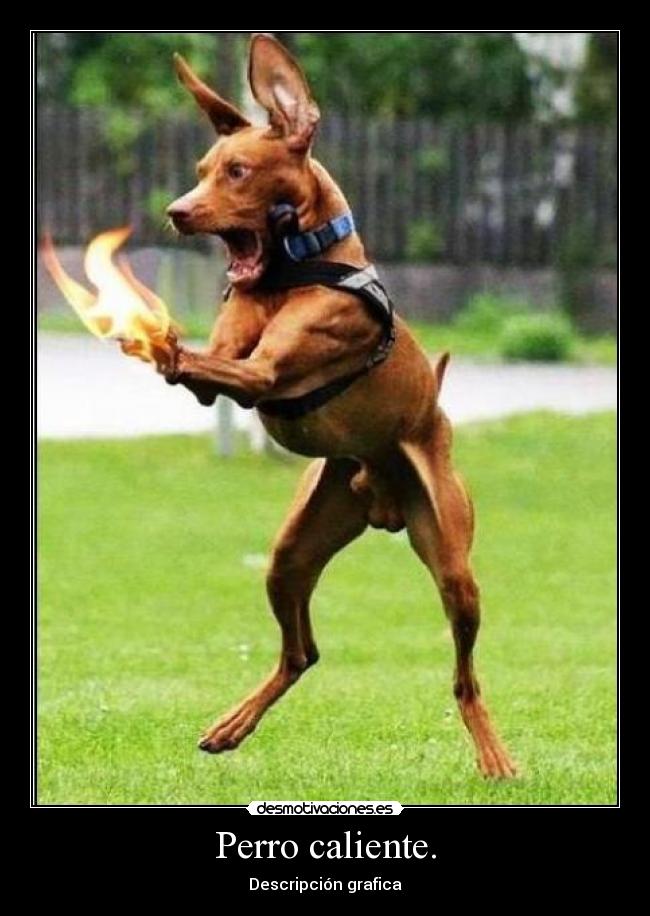 Perro caliente. - Descripción grafica