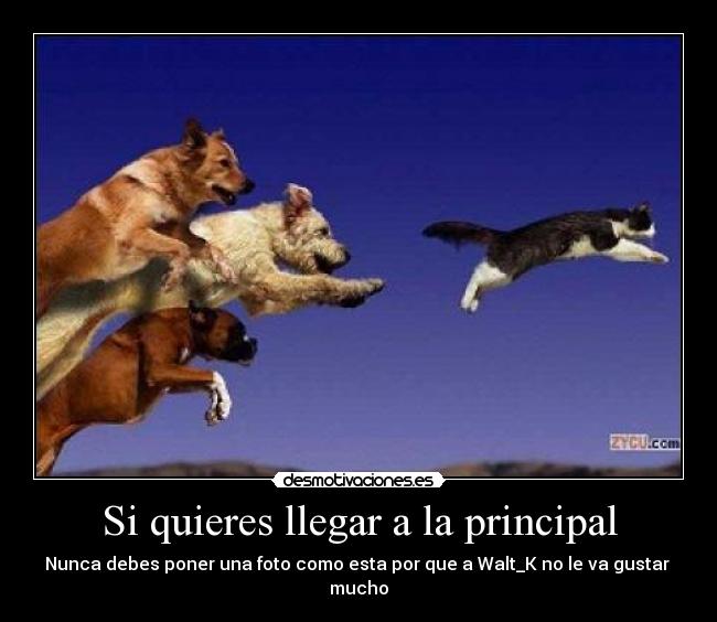 Si quieres llegar a la principal - Nunca debes poner una foto como esta por que a Walt_K no le va gustar  mucho