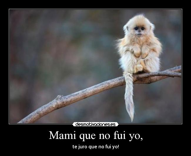 Mami que no fui yo, - 