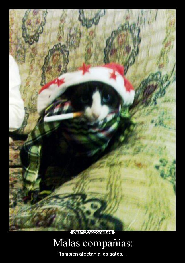 Malas compañias: - Tambien afectan a los gatos....