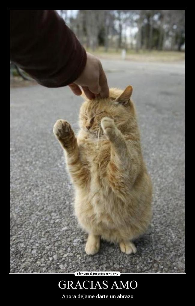 GRACIAS AMO -