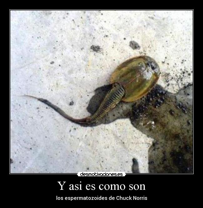Y asi es como son - los espermatozoides de Chuck Norris
