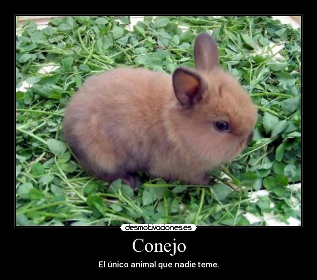 Conejo -