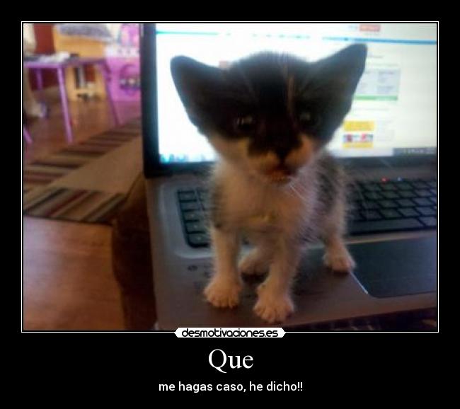 Que - me hagas caso, he dicho!!