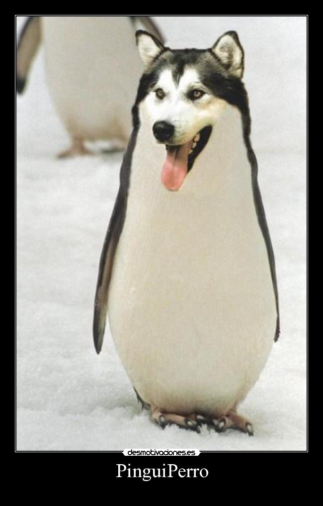 PinguiPerro -