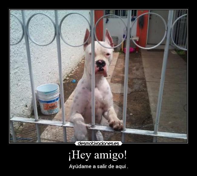 ¡Hey amigo! -