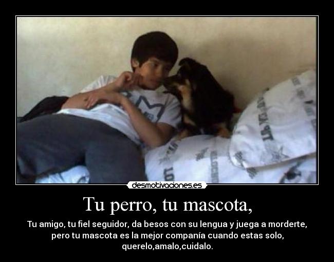 Tu perro, tu mascota, - Tu amigo, tu fiel seguidor, da besos con su lengua y juega a morderte,
pero tu mascota es la mejor companía cuando estas solo,
querelo,amalo,cuidalo.