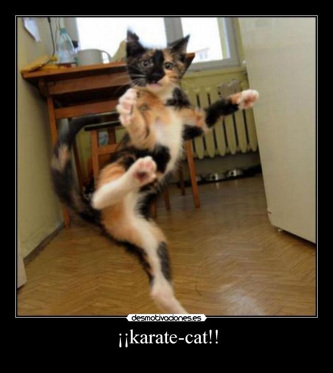 ¡¡karate-cat!! -
