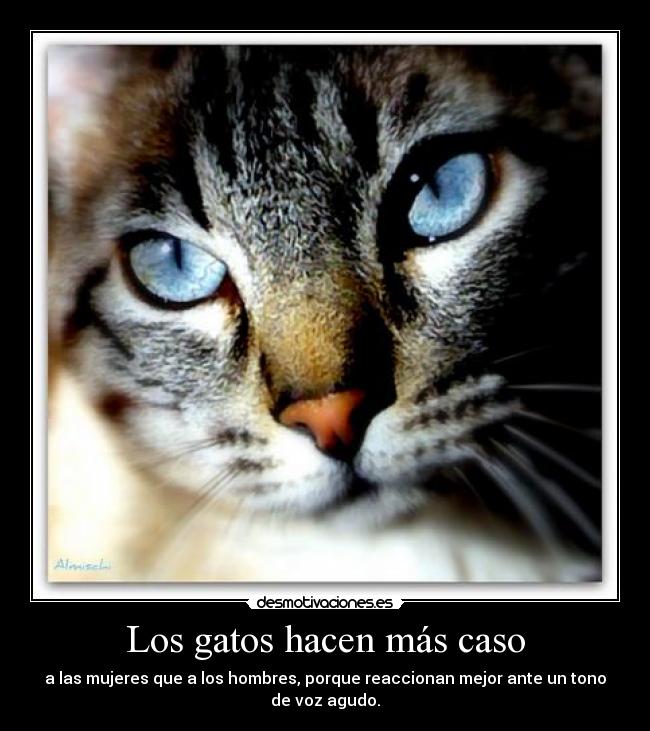 Los gatos hacen más caso -