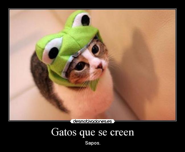 Gatos que se creen -