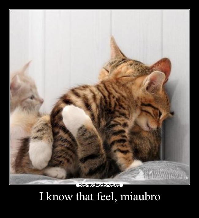 I know that feel, miaubro - 