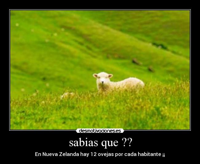 sabias que ?? -  En Nueva Zelanda hay 12 ovejas por cada habitante ¡¡ 