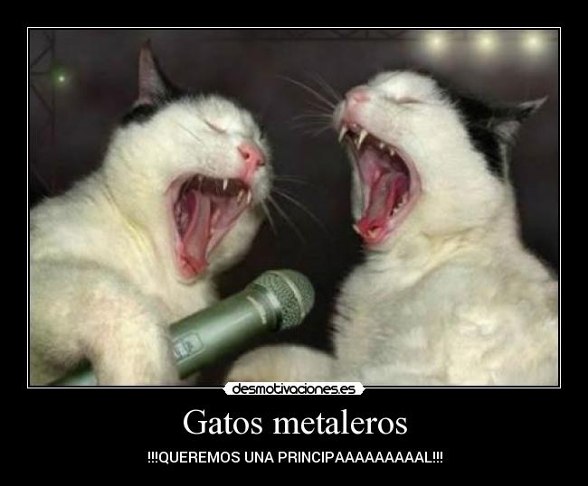 Gatos metaleros - !!!QUEREMOS UNA PRINCIPAAAAAAAAAL!!!