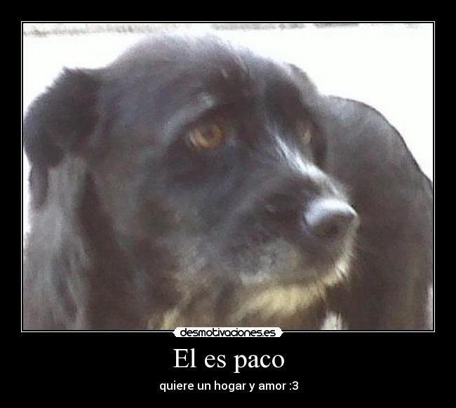 El es paco - 