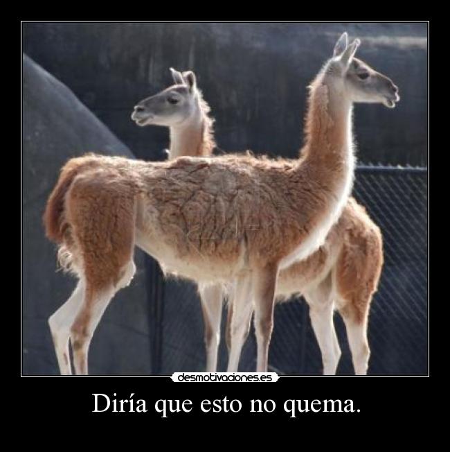 Diría que esto no quema. - 