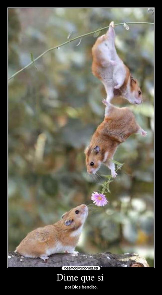Dime que si - por Dios bendito.