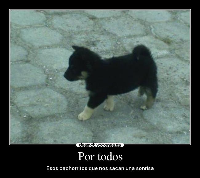 Por todos - Esos cachorritos que nos sacan una sonrisa