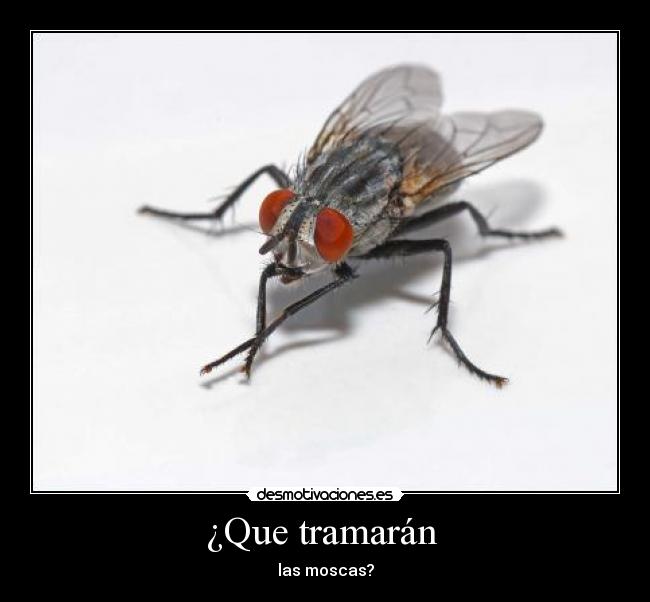 ¿Que tramarán -