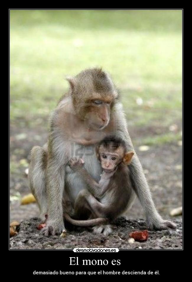 El mono es -