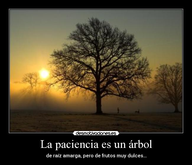 La paciencia es un árbol - 