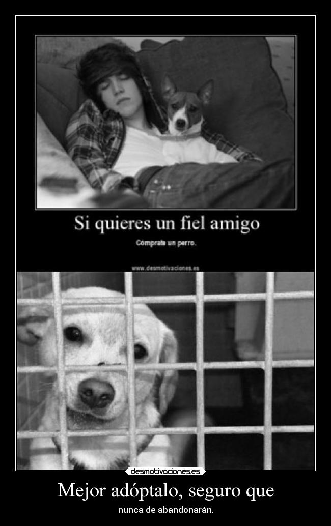 Mejor adóptalo, seguro que - 