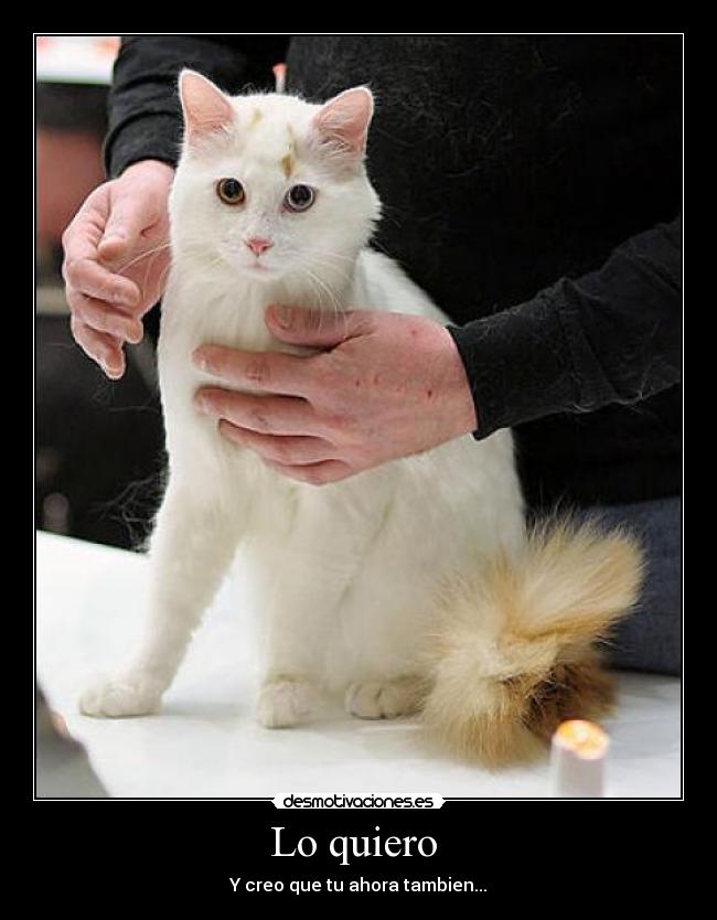 Lo quiero - Y creo que tu ahora tambien...