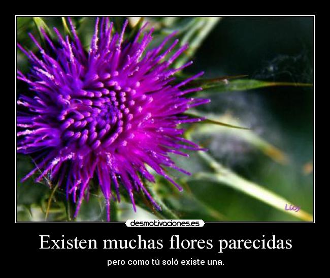 Existen muchas flores parecidas - 