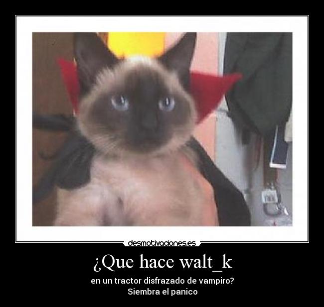 ¿Que hace walt_k -