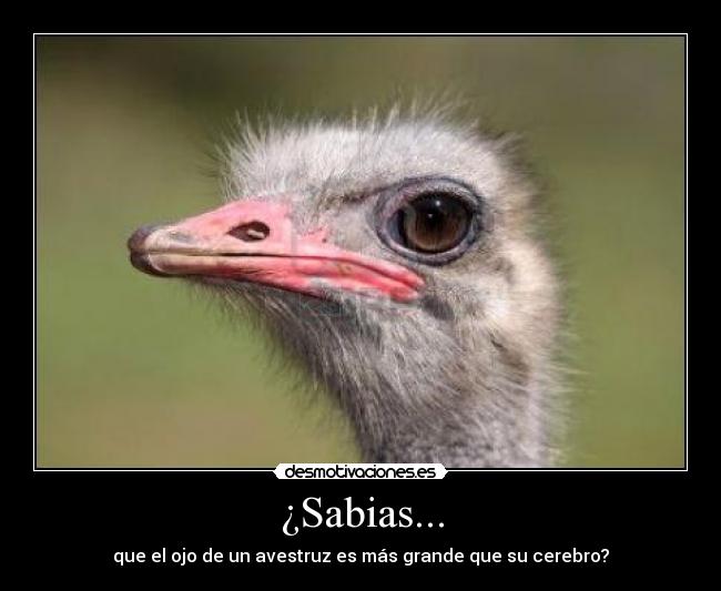 ¿Sabias... - que el ojo de un avestruz es más grande que su cerebro?