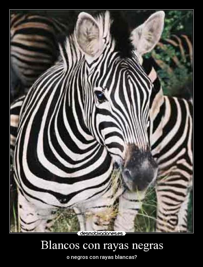 Blancos con rayas negras -