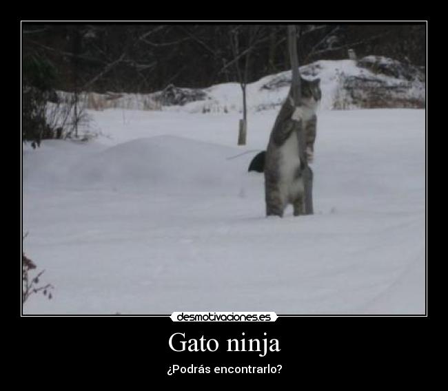 carteles gato ninja podras encontrarlo desmotivaciones