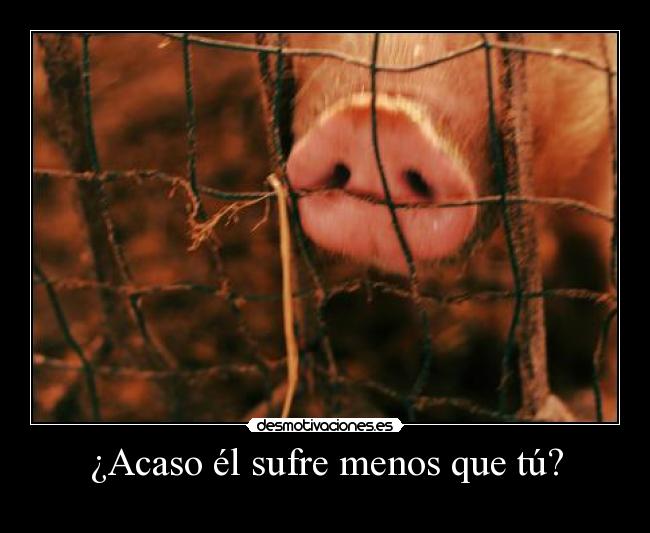 ¿Acaso él sufre menos que tú? - 