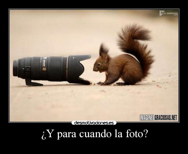 carteles ardillas desmotivaciones