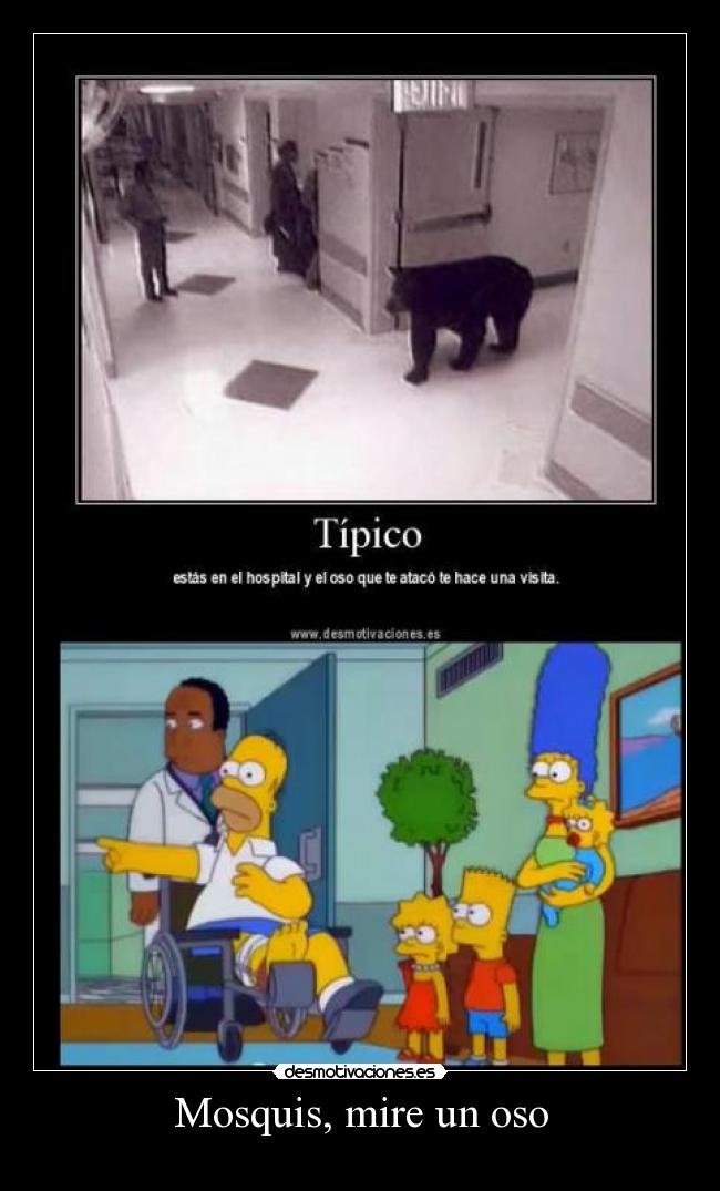 Mosquis, mire un oso -