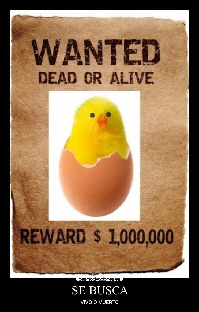 carteles pollito busca desmotivaciones