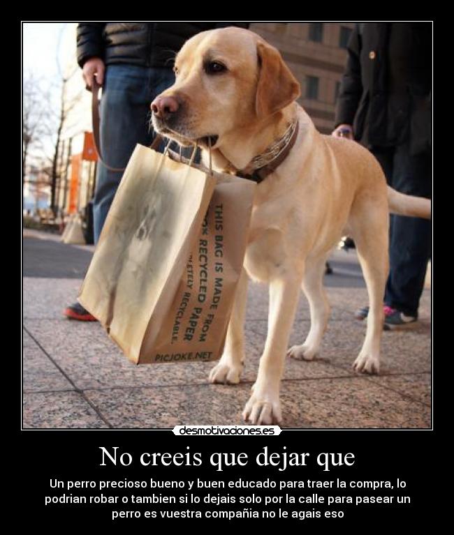 No creeis que dejar que - Un perro precioso bueno y buen educado para traer la compra, lo
podrian robar o tambien si lo dejais solo por la calle para pasear un
perro es vuestra compañia no le agais eso