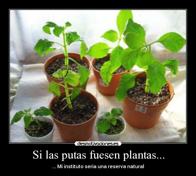 Si las putas fuesen plantas... - 