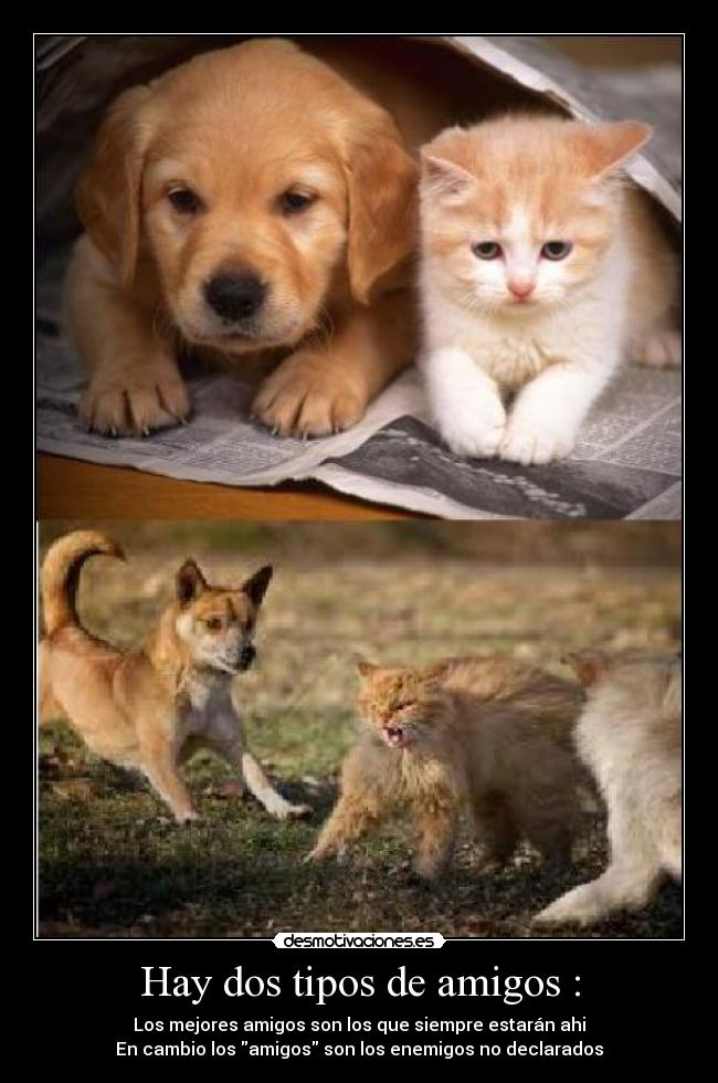 Hay dos tipos de amigos : - 