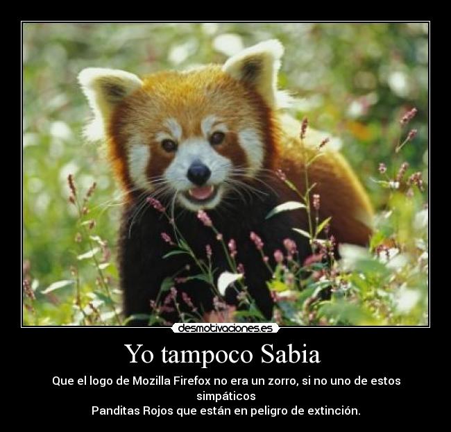 Yo tampoco Sabia  - 