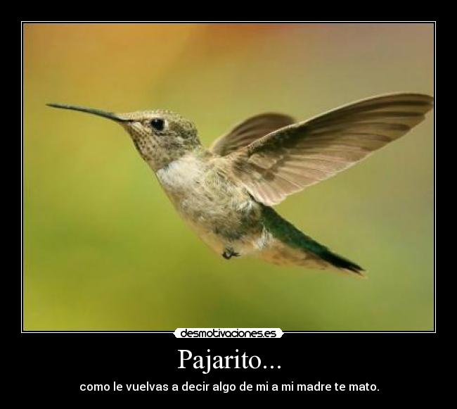 Pajarito... -