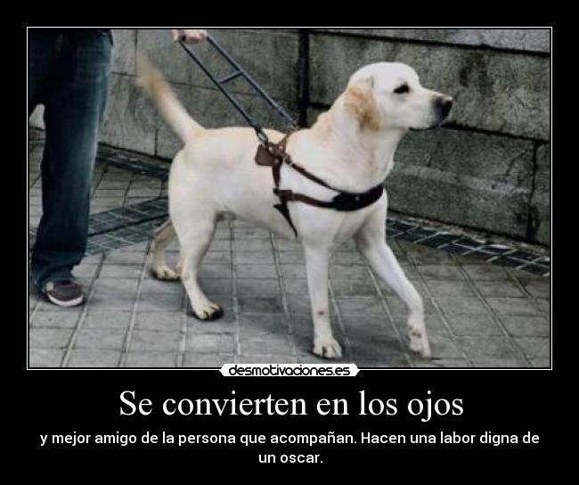 Se convierten en los ojos - y mejor amigo de la persona que acompañan. Hacen una labor digna de un oscar.