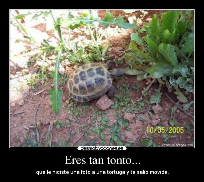 Eres tan tonto... - que le hiciste una foto a una tortuga y te salio movida.