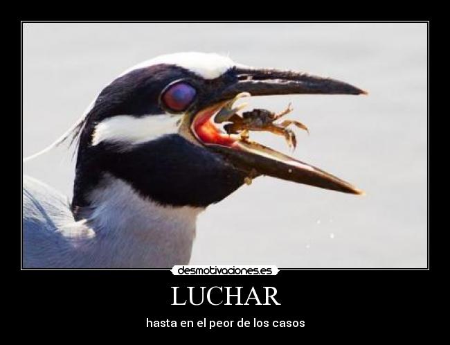 LUCHAR - hasta en el peor de los casos