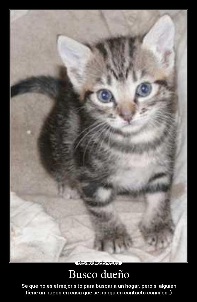 Busco dueño - 