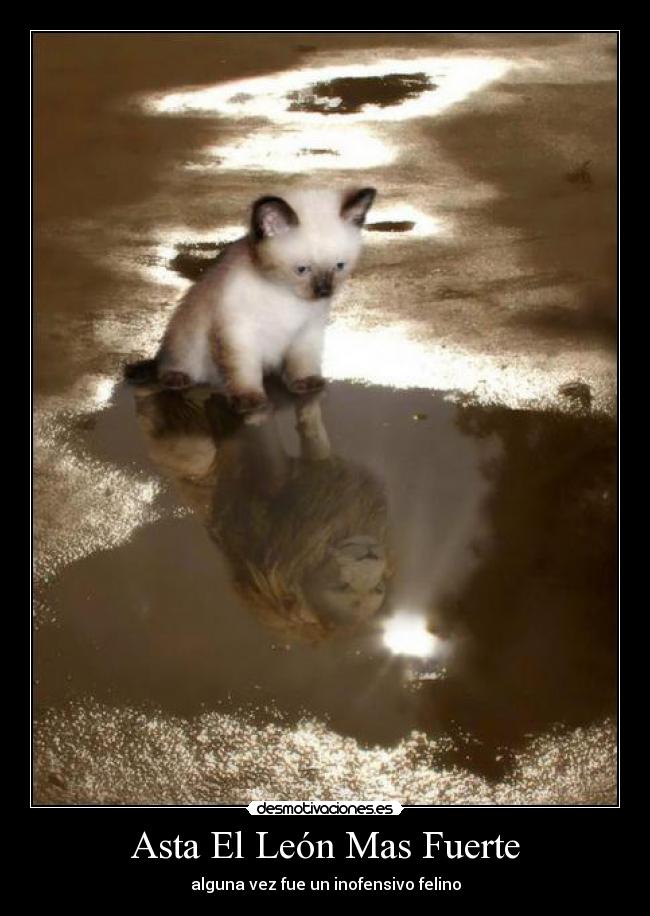 Asta El León Mas Fuerte - alguna vez fue un inofensivo felino