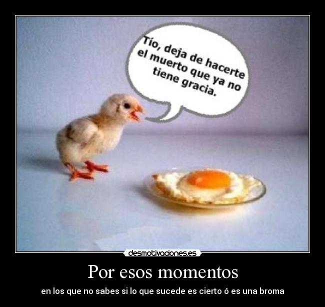 carteles pollito paco desmotivaciones