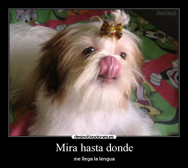 Mira hasta donde - me llega la lengua